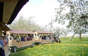 Apfelzügle