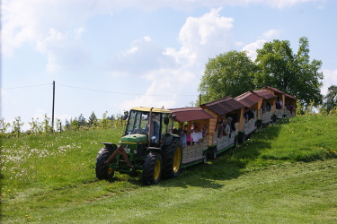 Apfelzügle